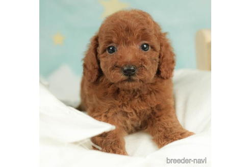 成約済の千葉県のトイプードル-210409